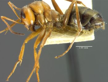 Media type: image; Entomology 34595   Aspect: habitus lateral view